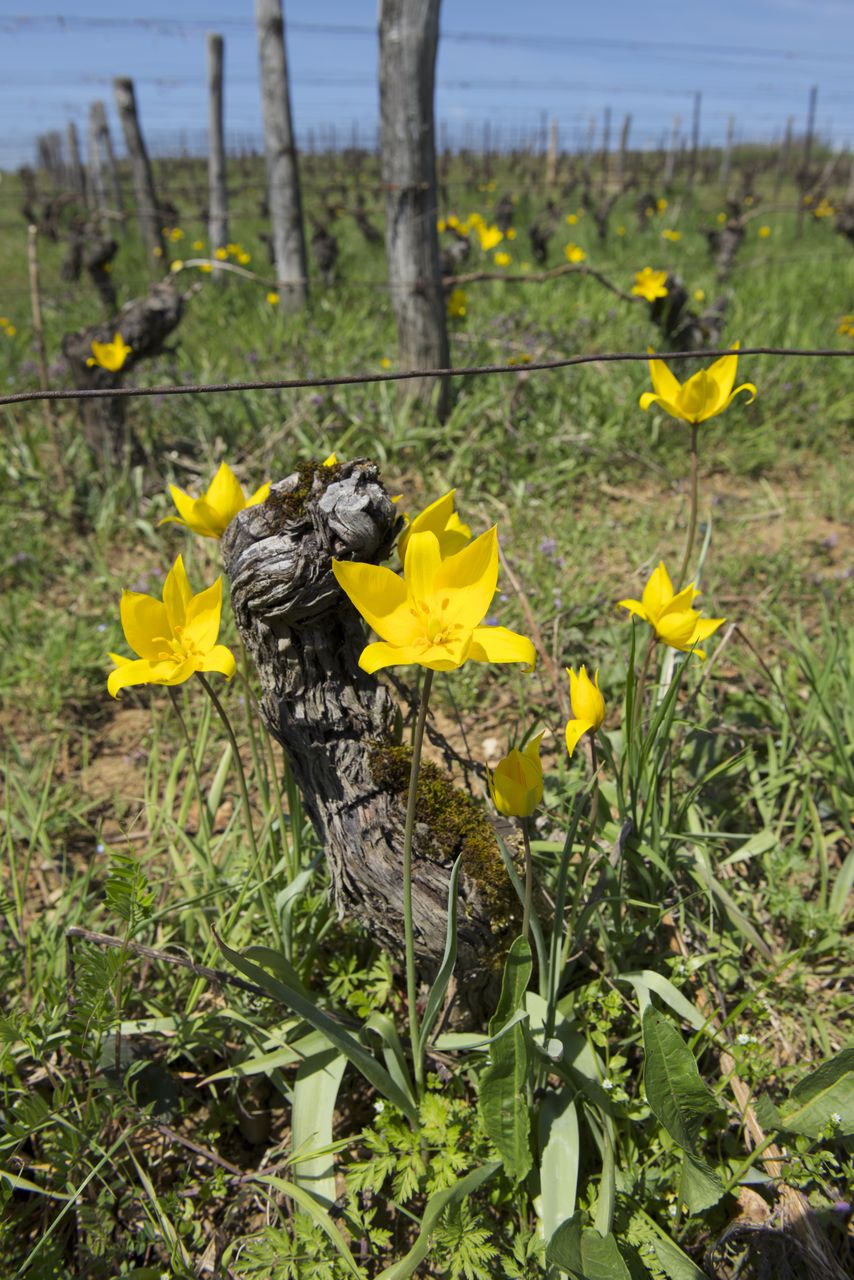 Flore Tulipe de vigne Tul_0374